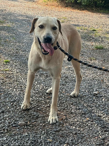 Max, geboren 08.06.2024, 55cm sucht sein Zuhause