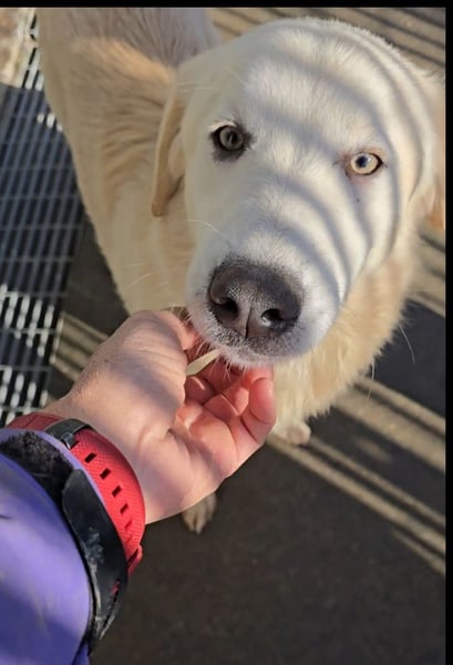 Nala: ihre Augen schleichen sich ins Herz