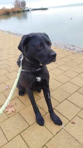 Dorothy, sehr liebe und gelehrige Labrador-Mix-Hündin, geb. 2019