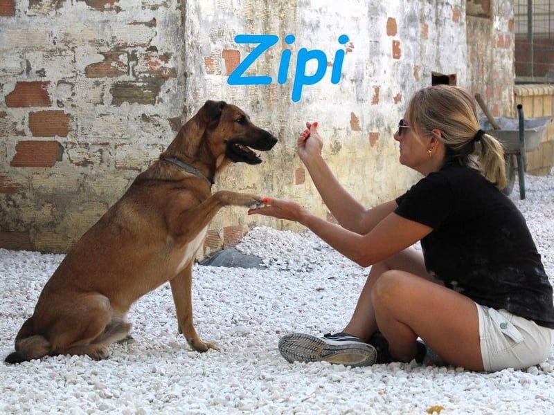 Zipi geb. 09/2021 (ESP) - verspielter und intelligenter Labrador Mix liebt das Wasser!