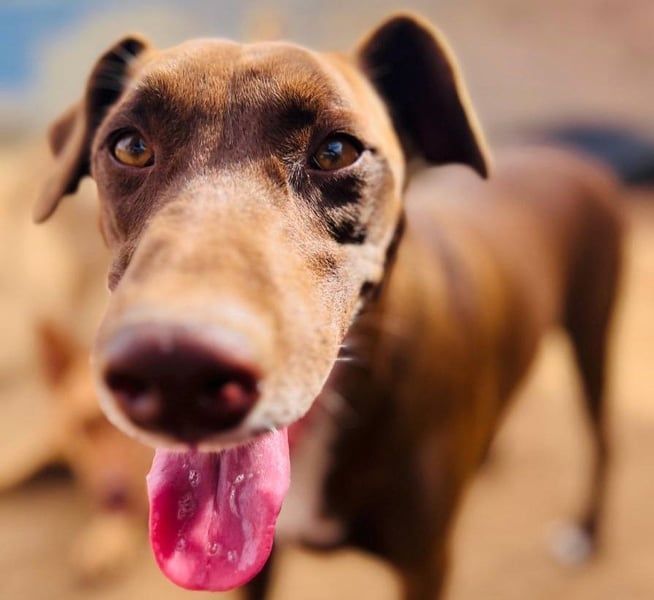 Shadow1 10/2021 (ESP) - liebevoller Labrador-Border-Collie-Mix, ein treuer Menschenfreund!