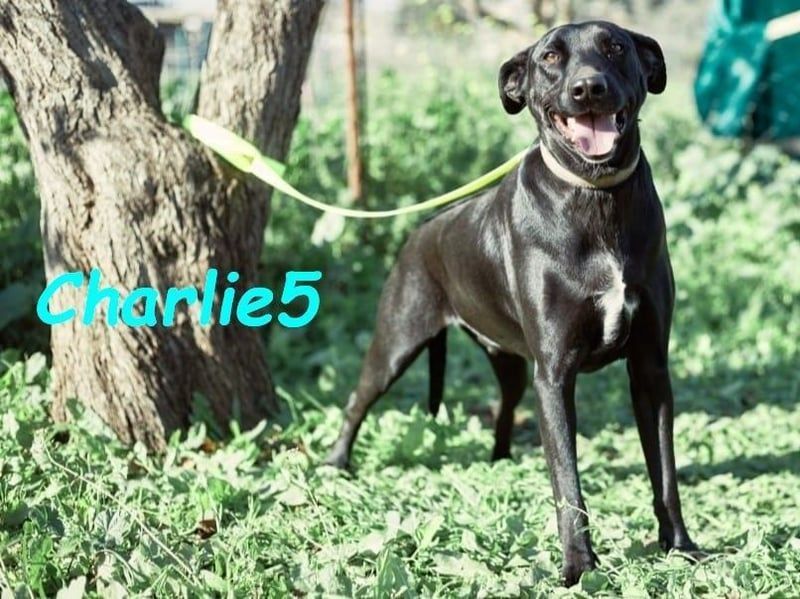 Charlie5 10/2021 (ESP) - verspielter & neugieriger Labrador-Border-Collie-Mix mit viel Lebensfreude!