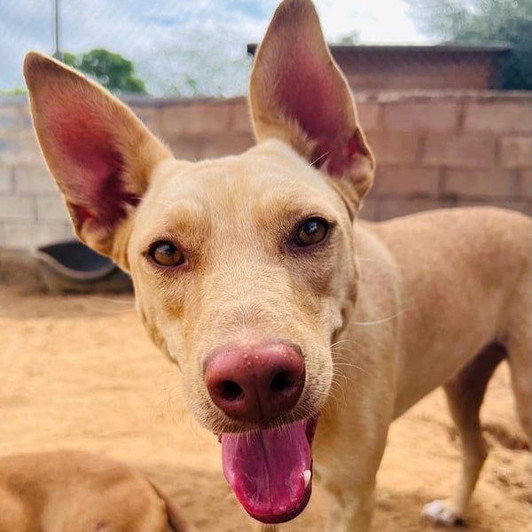 Avi geb. 10/2021 (ESP) - aufgeschlossene und menschenbezogene Labrador-Border-Collie-Mix Hündin!