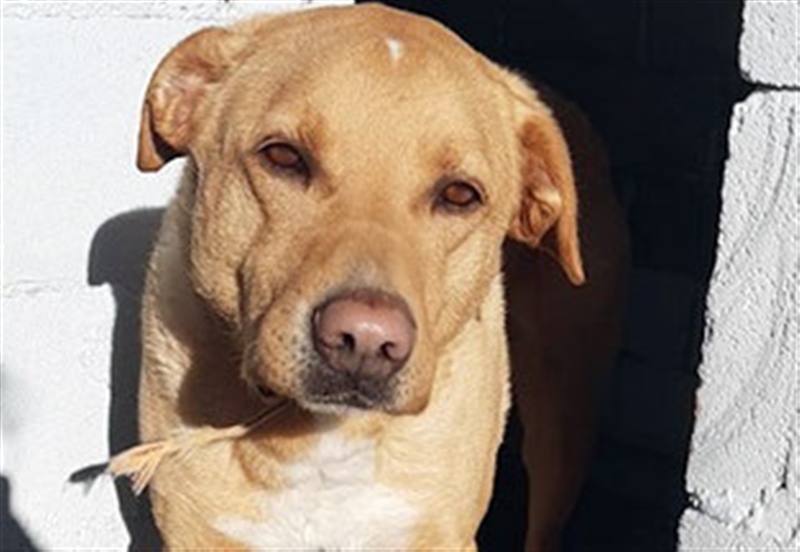 PUDDIN-hübscher Rüde möchte sich bei seinen Zweibeinern anlehnen