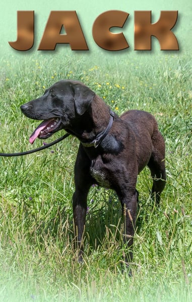 Jack - ein aktiver Junge
