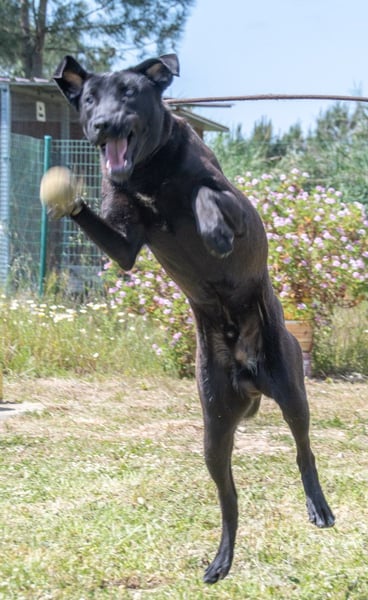 Diego - jung und verspielt