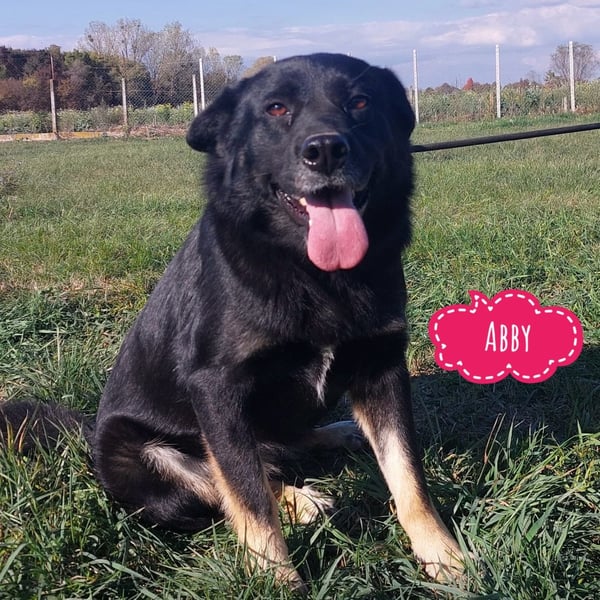 Abby eine gutmütige Seele