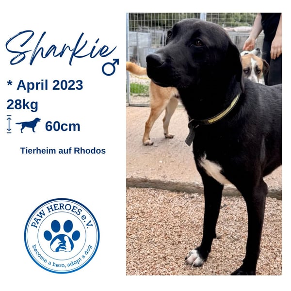 Sanfte Seele SHARKIE ( ca. 2 Jahre) sucht eine Familie!