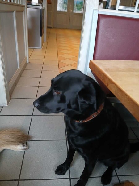 Stella - neues Zuhause gesucht