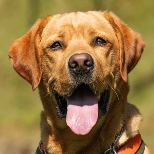 Mr Sam - sucht Menschen mit Hundeverstand - Tierhilfe Franken e.V.