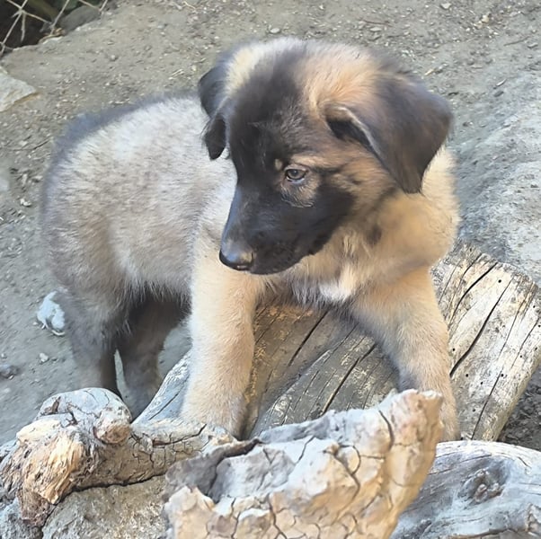 Toretto wünscht sich eine Familie