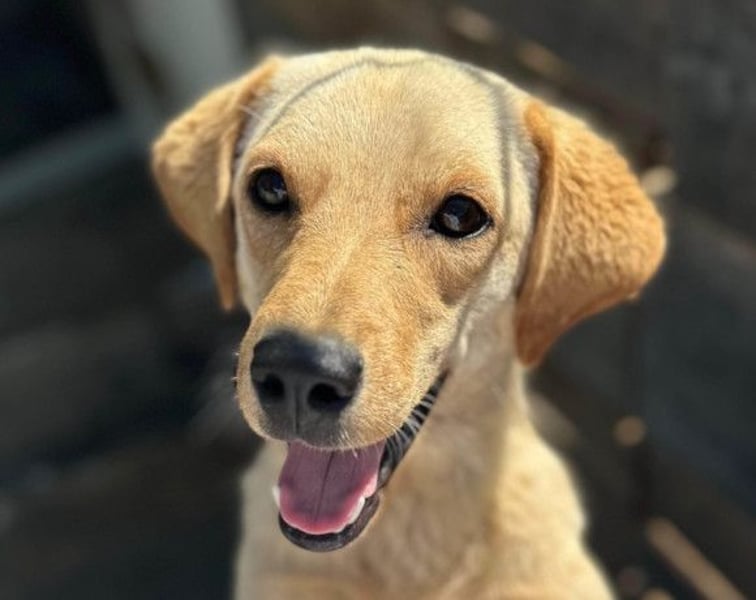 Nelio ❤️ junger, verspielter Labi-Mix