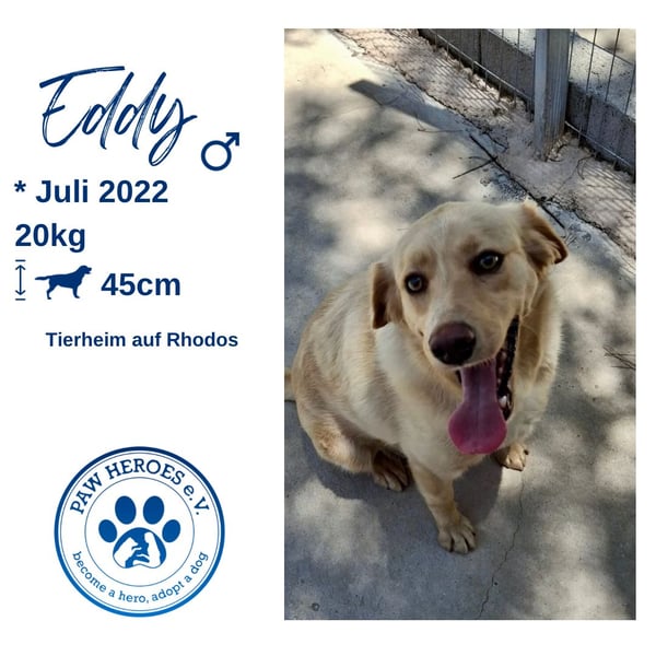 Retriever Mischling EDDY sucht eine Familie!