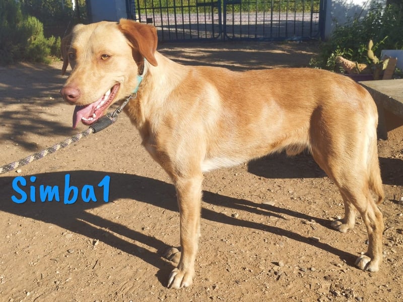 Simba1 geb. 03/2024 (in Deutschland) - aufgeschlossener Labrador Mix!