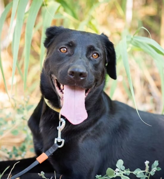 JERRY - Ein sensibler Seelenhund auf der Suche nach Sicherheit und Liebe