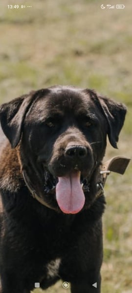 Lawr - der englische Labrador sucht ein echtes Zuhause.