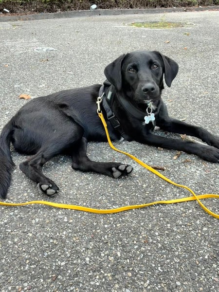Zuhause gesucht für Karam - ein junger Labrador mit großem Herzen