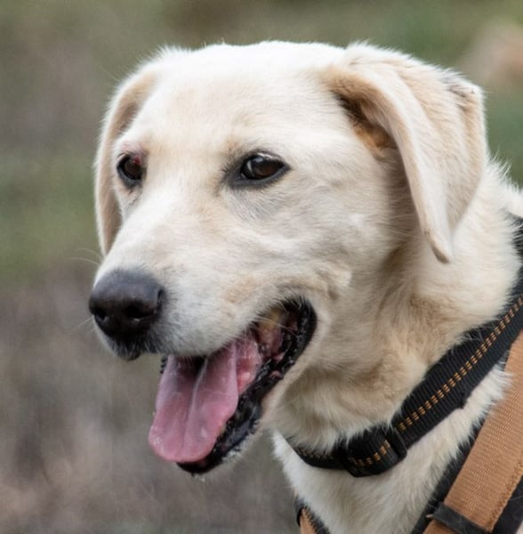 Browny – ein temperamentvoller Senior