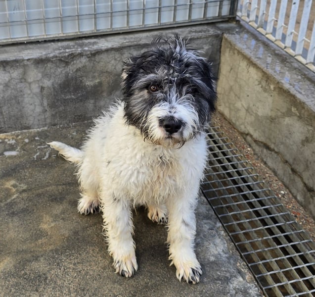 Martino: ein Wuschel sucht Dich!