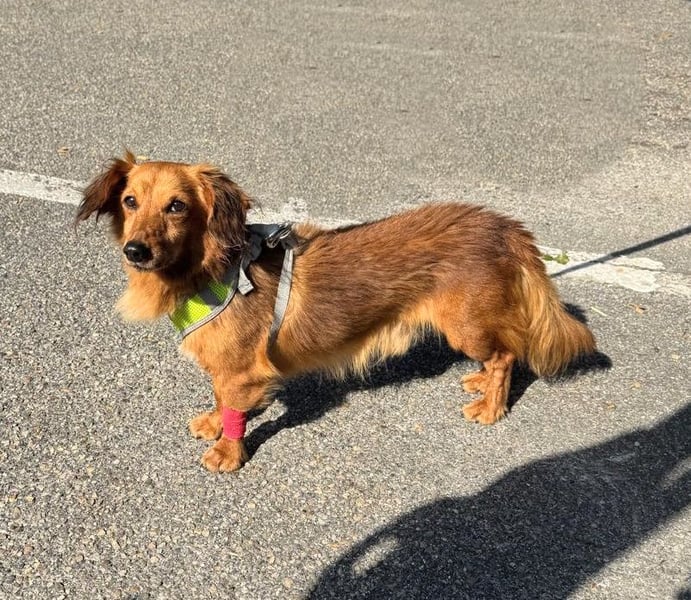 Pepe – 11 Jahre und ein Herz voller Liebe zum Liebe geben und empfangen für seine letzten Jahre