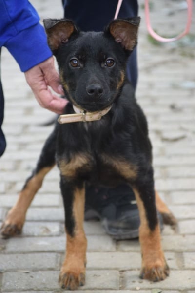 Chico - liebenswerter, junger Rüde der verschmust und verspielt ist