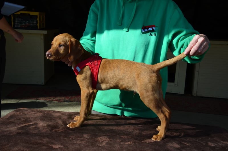 Goldschatz Lajkò sucht sein Revier