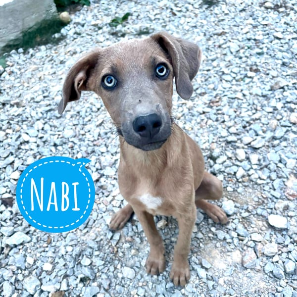 Nabi ein sensiebler zarter Bub