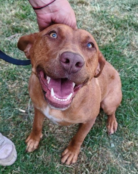 Viszla-Mix ♥Mashka♥ rundum tolle Hündin