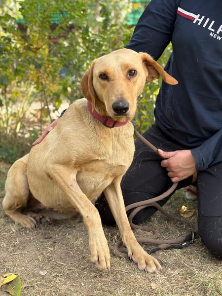 Altea - sensible, feine Hundedame