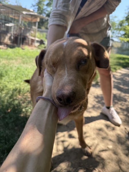 Jack, tapferer Kämpfer