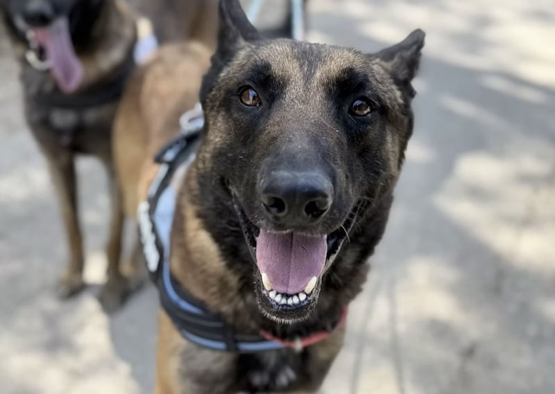 Agus- Sanfte Seele in Wolfoptik sucht eigenes Zuhause!