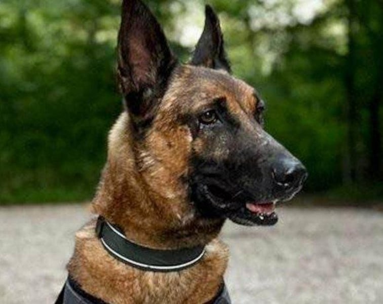 Malinois-Mix ROCKY wartet in 07806 Weira