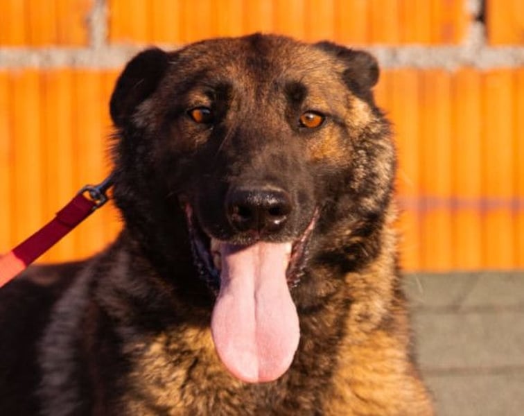 Malinois Brita ❤️ sucht aktive Familie