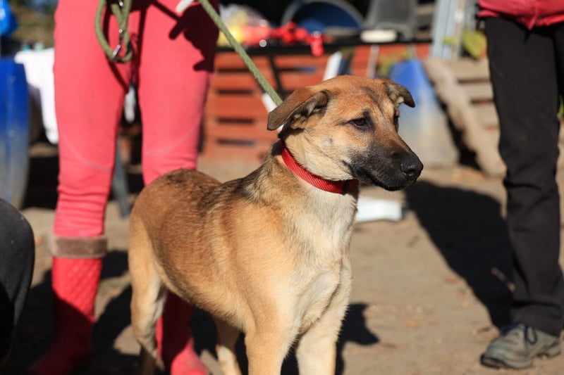 Welpe Lemmi: Möchte in eine neue erfahrene Familie