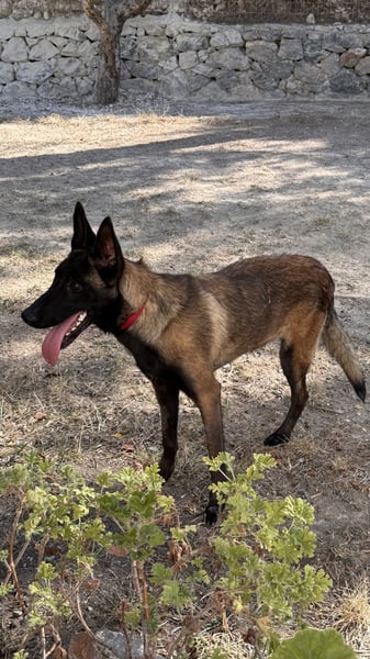 JOJO sucht ein Zuhause