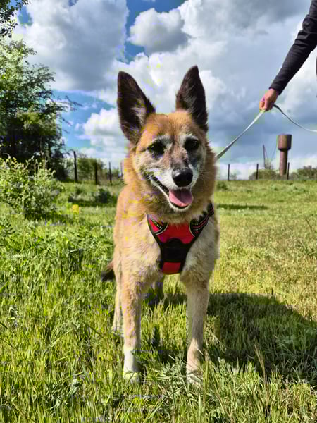 Sanfte Arisha sucht einfühlsames Zuhause
