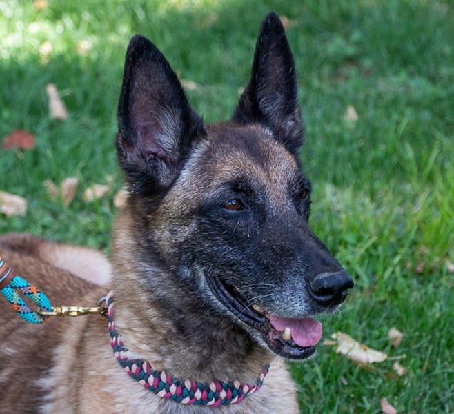 TUCA-sportlich wie ein Junghund,freundlich, menschenbezogen wartet auf ihr schönes Für-immer-Zuhause