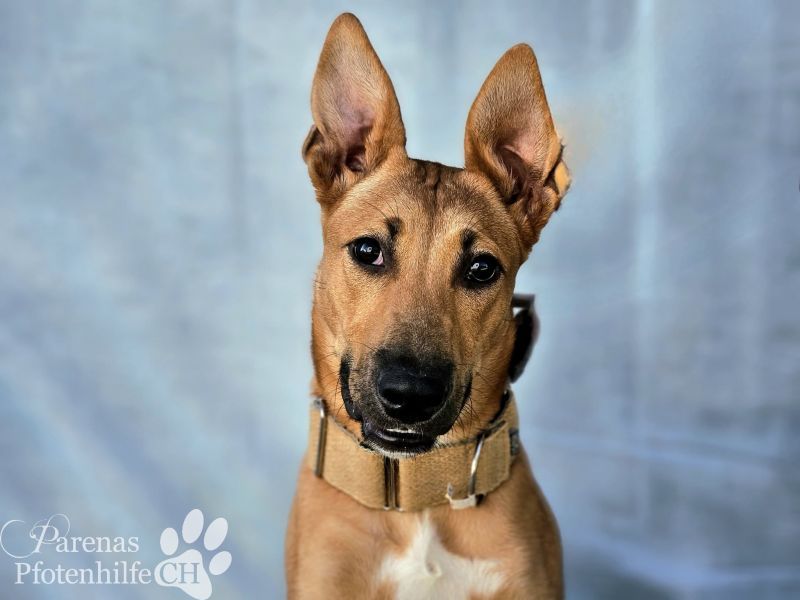 Grazia ist ein sportliches, intelligentes Malinois Mischlings Mädel