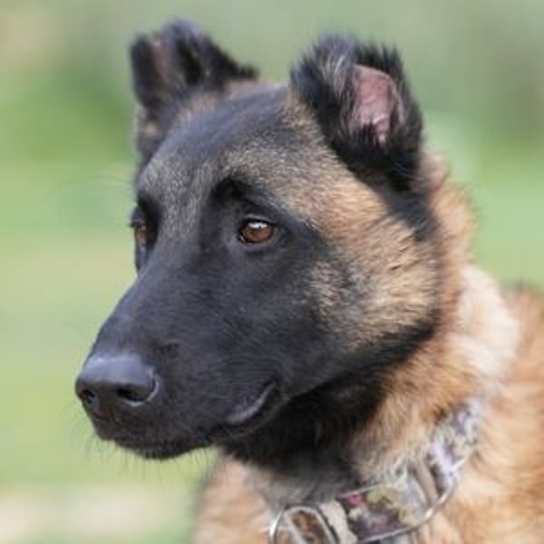 Hudson (Spanien) - unser Kein-Ohr-Malli
