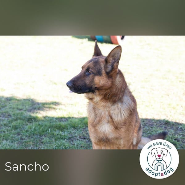 Sancho: Sucht ein erfahrenes Zuhause