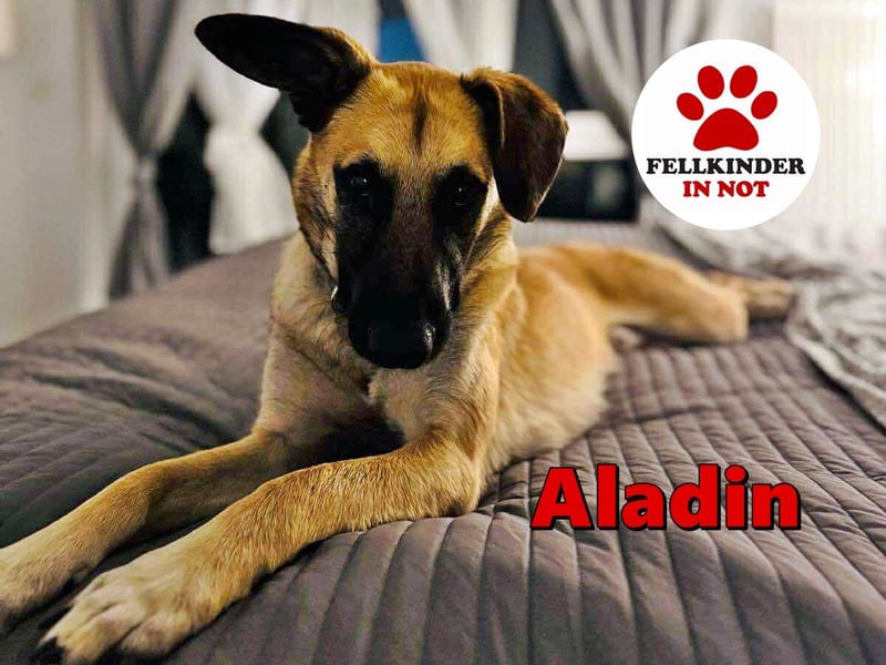 lieber Junghund Malinois Mischlings-Rüde Aladin sucht eine Familie