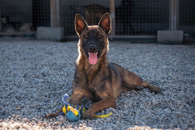 Schäferhund(mix) Freunde aufgepasst – hier kommt unsere Reika