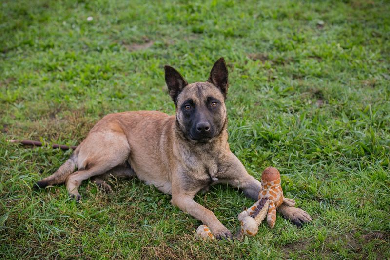 DETE - die hübsche Maus sucht ein tolles Zuhause bei rasseerfahrenen Menschen