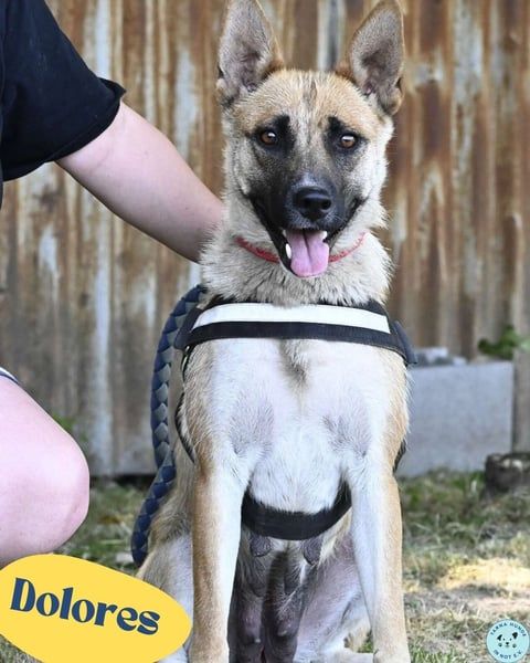 Dolores SI – lustig, neugierig