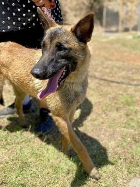 Zorro - Menschenfreund sucht sein Zuhause