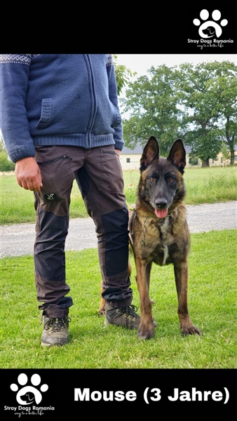Mouse Malinois Mix sucht Dich
