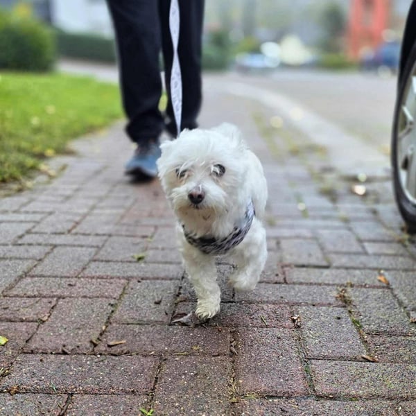 Darti - ist traumatisiert