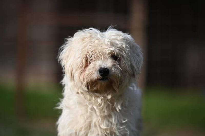 Leo - ein kleiner Malteser sucht sein Für-immer-Zuhause