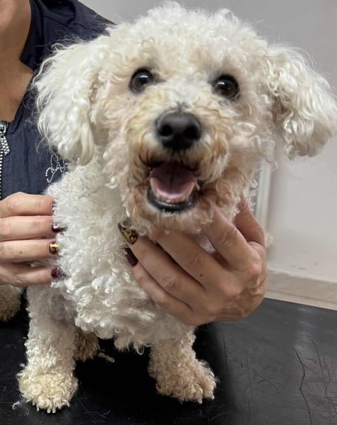 TOTO - wer verliebt sich in den kleinen Mann?