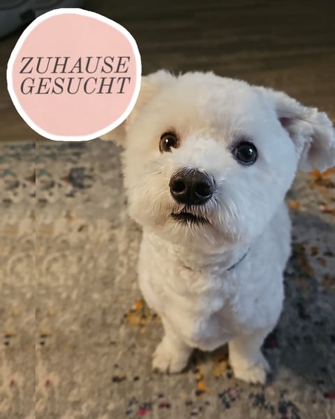 Blue sucht sein Zuhause ❤️